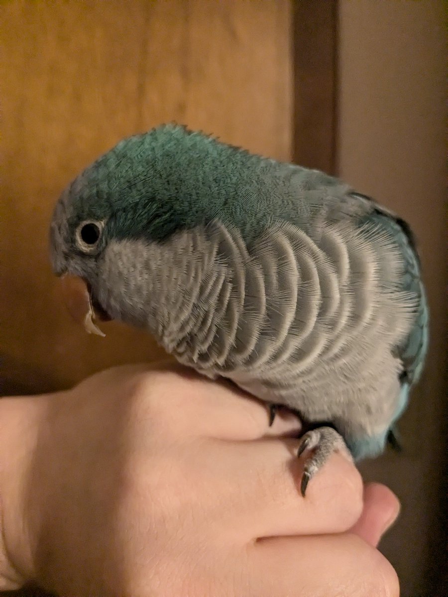 Pattypockets1's tweet image. Roxie says no sharing without her permission.