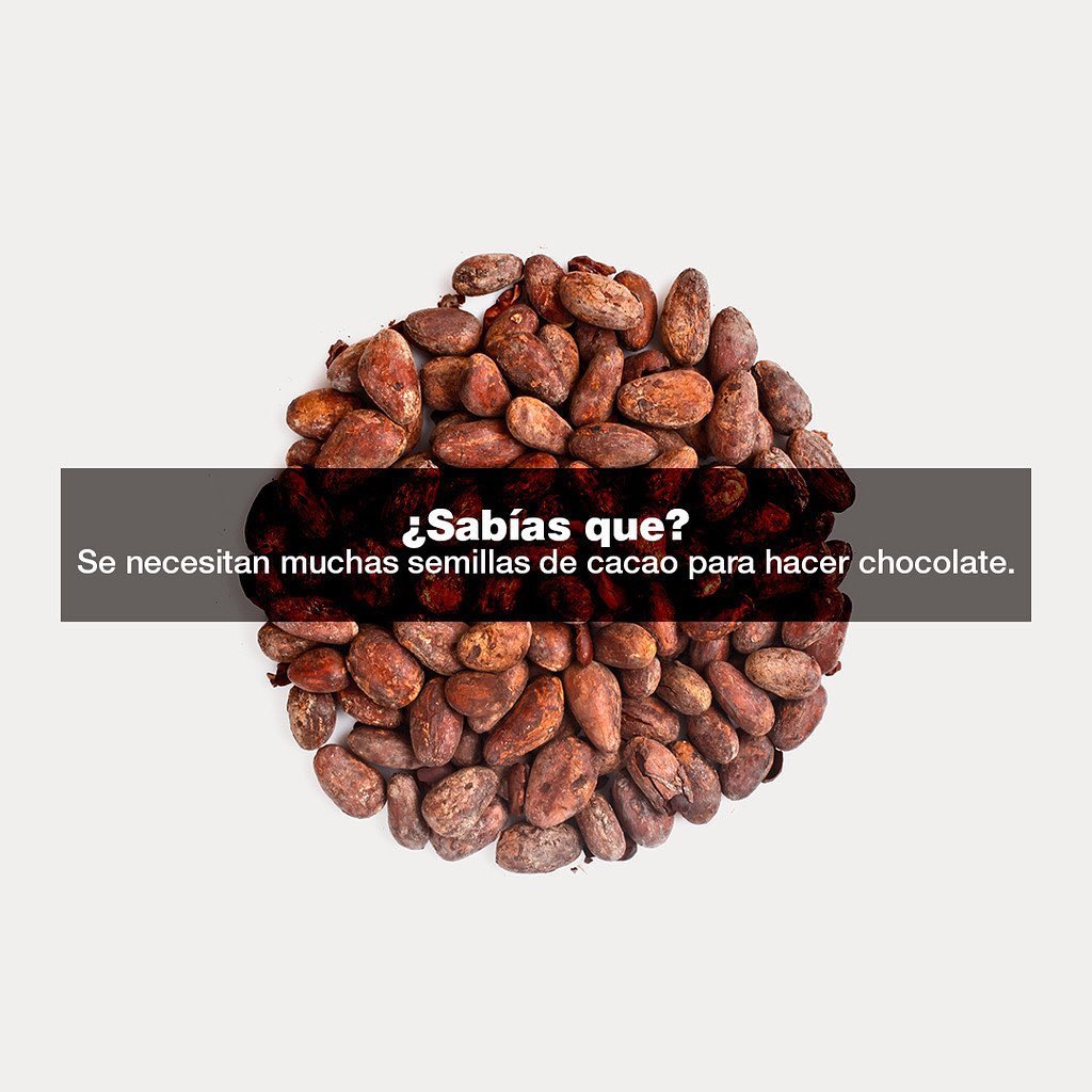 zisnella's tweet image. ¿Sabías que? Se necesitan muchas semillas de cacao para hacer Chocolate. Para producir 453 gramos de chocolate, se necesitan 400 semillas del árbol.