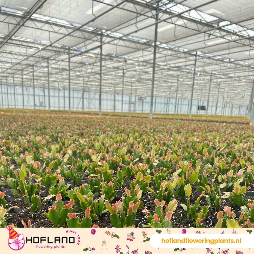 Inmiddels staat het merendeel van onze kassen alweer vol met Schlumbergera voor het najaar. Maar eerst op naar de zomervakantie!

#Schlumbergera #plant #kassen #HoflandFloweringPlants