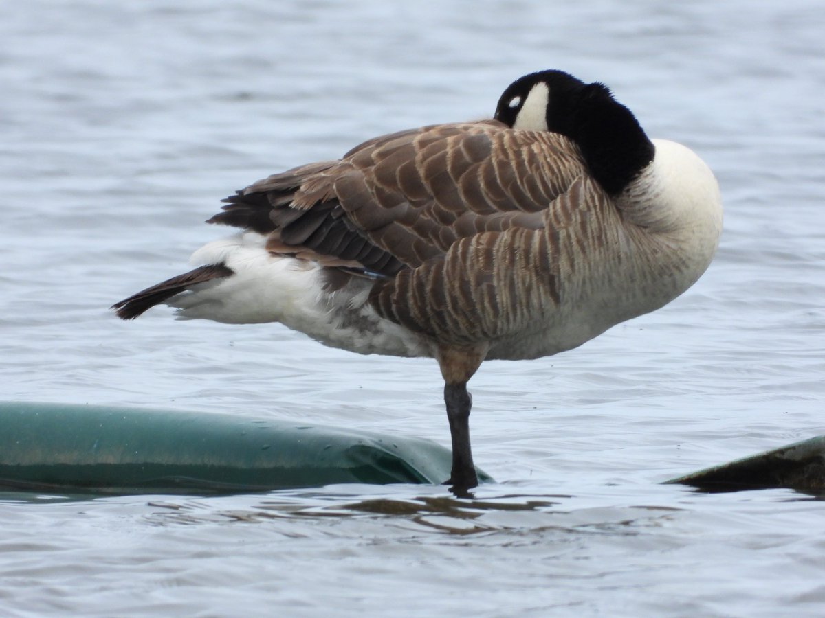 Insects &amp; wildlife spotted this past week,  at St Benets Abbey and Barton Broad boardwalk #wildlife #insects #nature
youtu.be/WoHFcTxgbpY