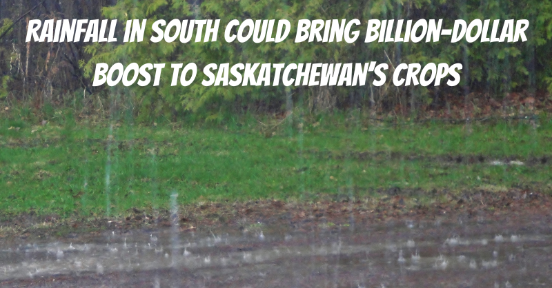 FarmsPrairies's tweet photo. '"Million-dollar rain" is more like a "billion-dollar rain"...

We know rain has a massive impact on yield, but just how much can 25mm help?

@CropIntel found the southern third of #SaskAg have seen a $1B boost in yield potential from the rain.

How this pencils out 👇

#Prairies