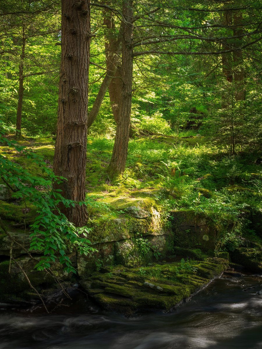 wallpaperable's tweet image. 📸 Experience the magic of Golden Hour at Promised Land State Park, PA. Discover breathtaking landscapes bathed in golden light. Click the link to learn more! 🌅✨ #GoldenHour #ExplorePA #NatureMagic