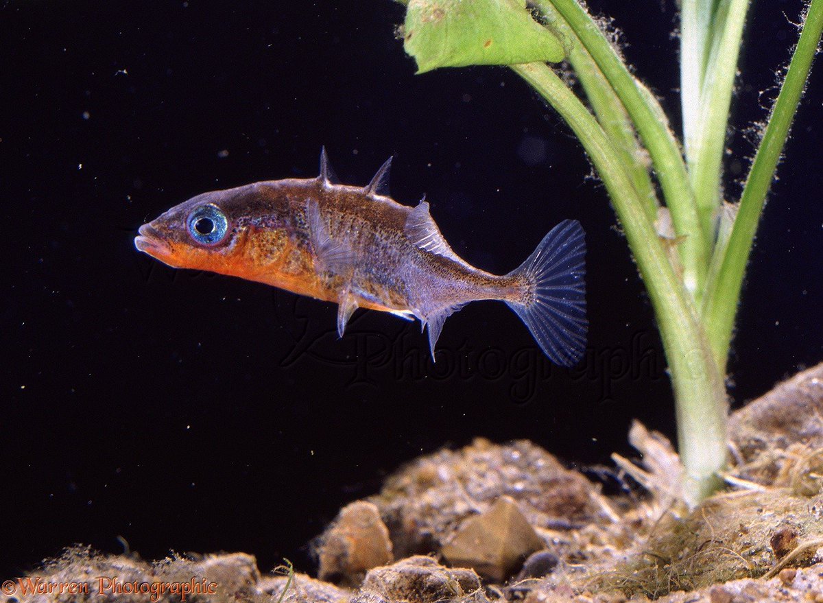 It’s Evolutionary Fact Friday for the first Friday of the month! 
Humans aren't the only animals who vote for a leader, but some do it a little differently. Three-spined stickleback fish choose their group leaders according to how plump and smooth-skinned the candidate is! These