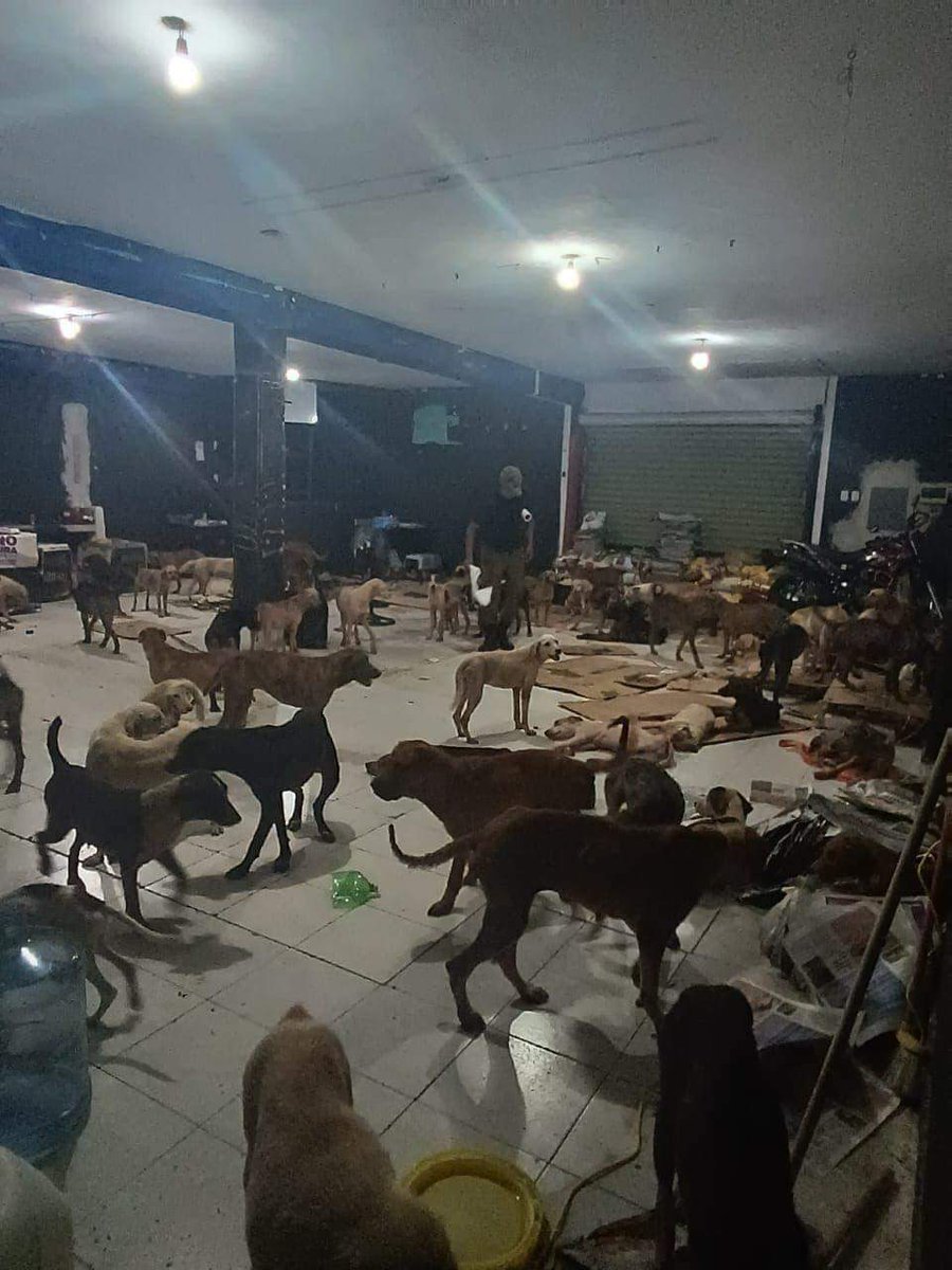 AlertaMundoNews's tweet image. 🇲🇽 | Perritos callejeros fueron puestos a salvo en un refugio para evitar riesgos durante el paso del huracán Beryl en Quintana Roo, México. 🐶👏
