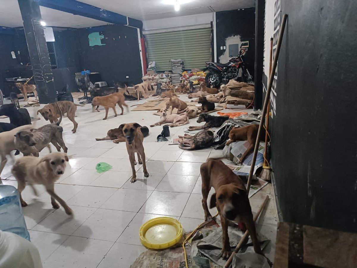 AlertaMundoNews's tweet image. 🇲🇽 | Perritos callejeros fueron puestos a salvo en un refugio para evitar riesgos durante el paso del huracán Beryl en Quintana Roo, México. 🐶👏