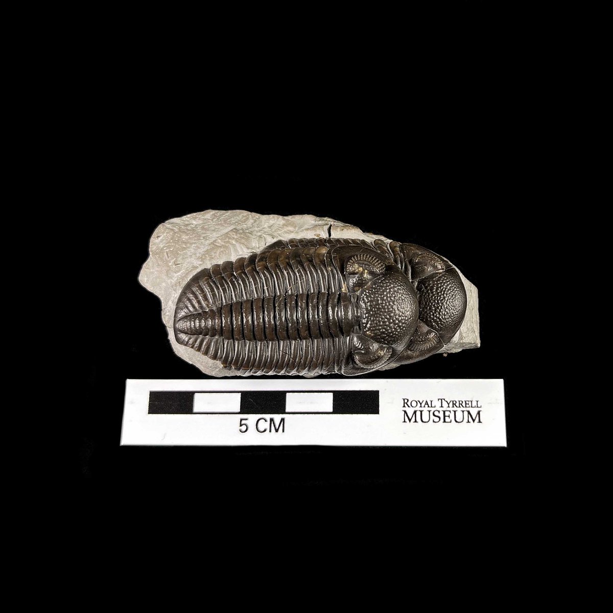 RoyalTyrrell's tweet photo. Look at the intricate details on these specimens 👀 #FossilFriday 

Trilobites are extinct marine arthropods that lived ~520 – 252 million years ago. Did you know 22,000+ species of trilobites have been described? Horseshoe crabs are considered their living relatives. https://t.co/AfyZ4Uh30D