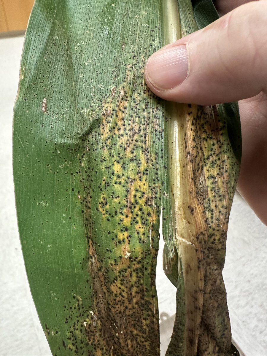 Bob Kemerait tweet media