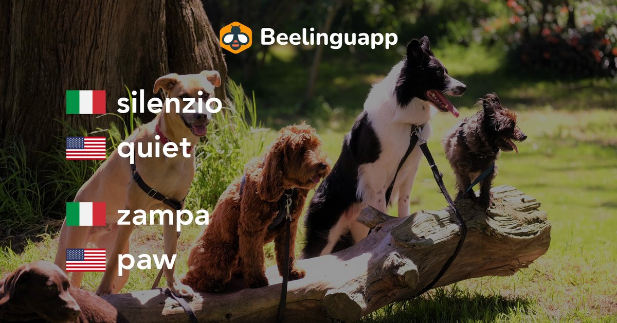 thebeelinguapp's tweet image. #Dogcommands are not only available in #English. In fact, you can teach your #dog some commands🤌in #Italiano🤌