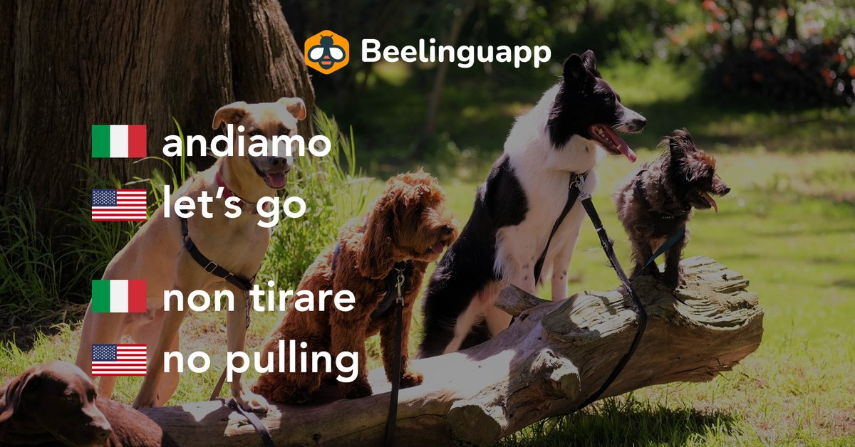 thebeelinguapp's tweet image. #Dogcommands are not only available in #English. In fact, you can teach your #dog some commands🤌in #Italiano🤌