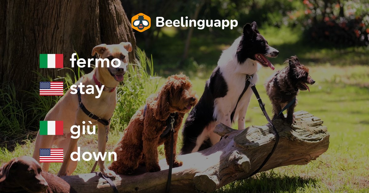 thebeelinguapp's tweet image. #Dogcommands are not only available in #English. In fact, you can teach your #dog some commands🤌in #Italiano🤌