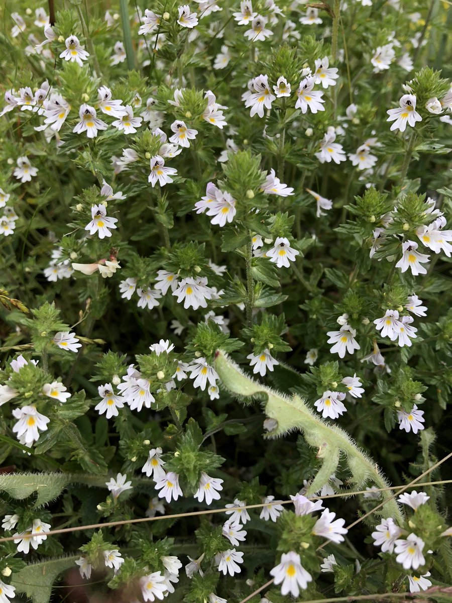 dornochlassie's tweet photo. #Eyebright #Wildflower https://t.co/5PtofcIsL2