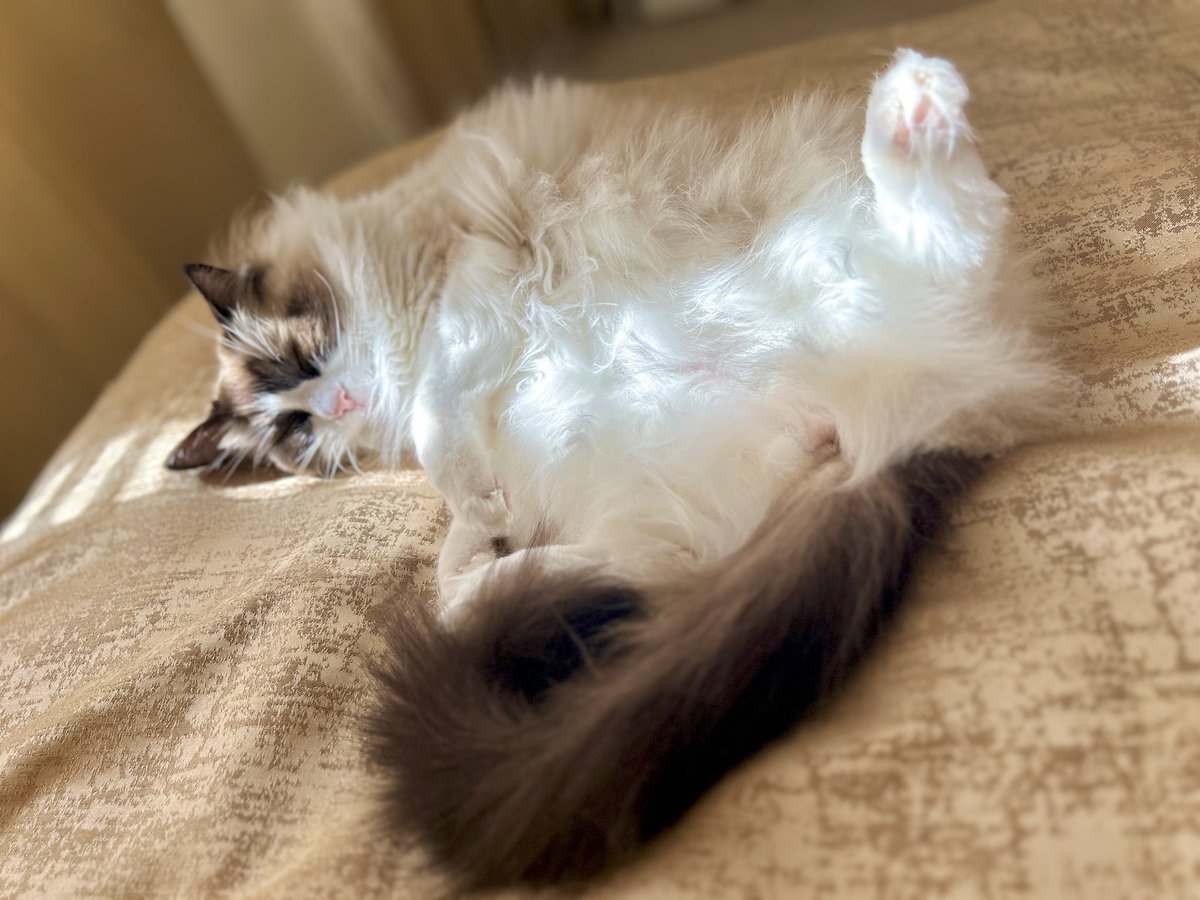 Just enjoying the sun puddle after my bath. #jellybellyfriday #catsonx