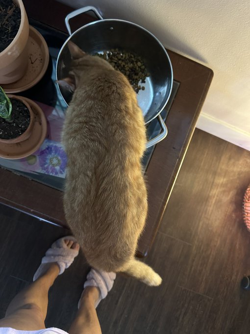 Normal cat             Vs.                   Fat cat https://t.co/qSC0oRyZoO<a href="/tag/larryforpm"class="tags"><span>#larryforpm</span></a>