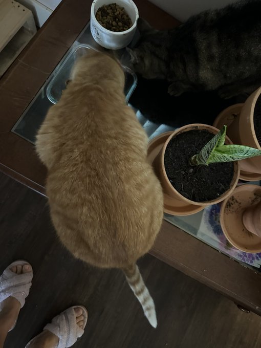 Normal cat             Vs.                   Fat cat https://t.co/qSC0oRyZoO<a href="/tag/larryforpm"class="tags"><span>#larryforpm</span></a>