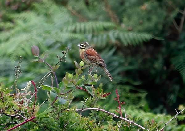 mountain_birder's tweet photo. Stayed at East Titchberry, Hartland, North Devon last week and managed to see and photograph this male Cirl Bunting. #cirlbunting https://t.co/PSxIcqy9v9