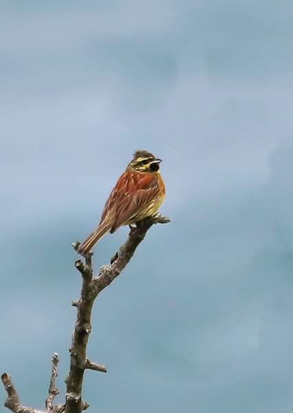 mountain_birder's tweet photo. Stayed at East Titchberry, Hartland, North Devon last week and managed to see and photograph this male Cirl Bunting. #cirlbunting https://t.co/PSxIcqy9v9