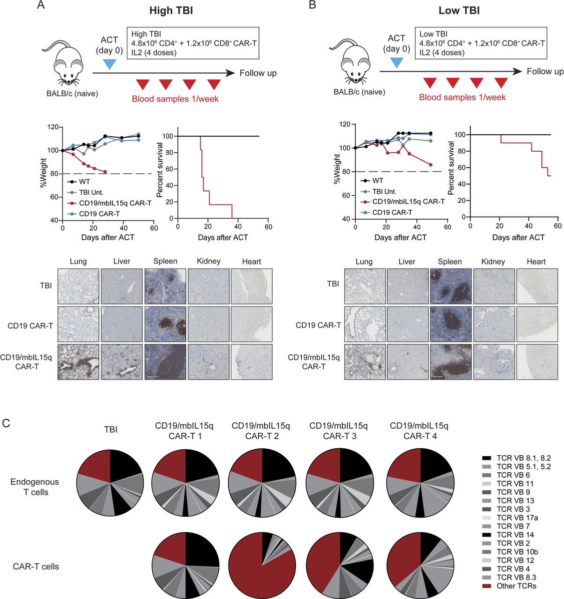 Journal for ImmunoTherapy of Cancer (@jitcancer) on Twitter photo New #JITC article: Tethered IL15-IL15Rα augments antitumor activity of CD19 CAR-T cells but displays long-term toxicity in an immunocompetent lymphoma mouse model bit.ly/4eQIyIU <a href="/jose_lasarte/">Juan José Lasarte</a> New #JITC article: Tethered IL15-IL15Rα augments antitumor activity of CD19 CAR-T cells but displays long-term toxicity in an immunocompetent lymphoma mouse model bit.ly/4eQIyIU <a href="/jose_lasarte/">Juan José Lasarte</a>
