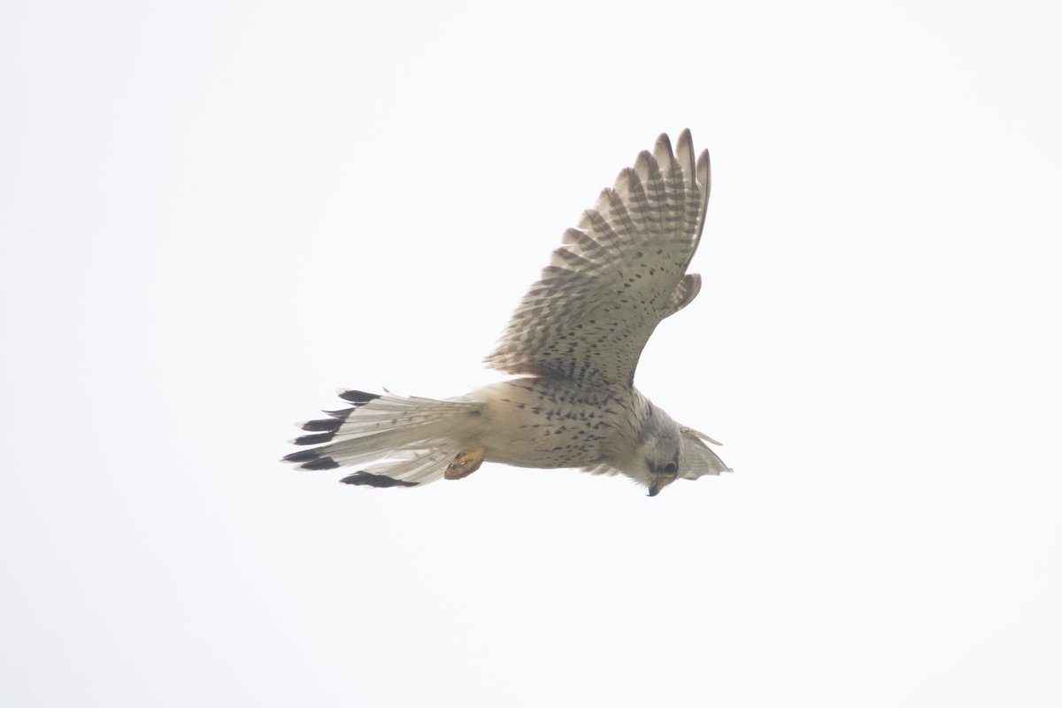 Nickyberllan's tweet photo. Birds playing in the breeze during a lunchtime walk at Nash Point between the showers #glambirds https://t.co/OdQ97hXbeV