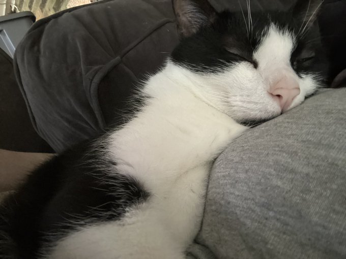 REIMBURSEMENT CHANCE!! If you couldn&rsquo;t with pumpkin here&rsquo;s a chance with turbo! Had to bring him to the