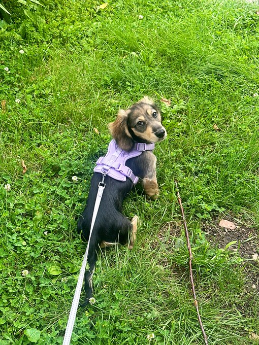 got my nails done to match her harness :) https://t.co/hz3EwUwGaz
