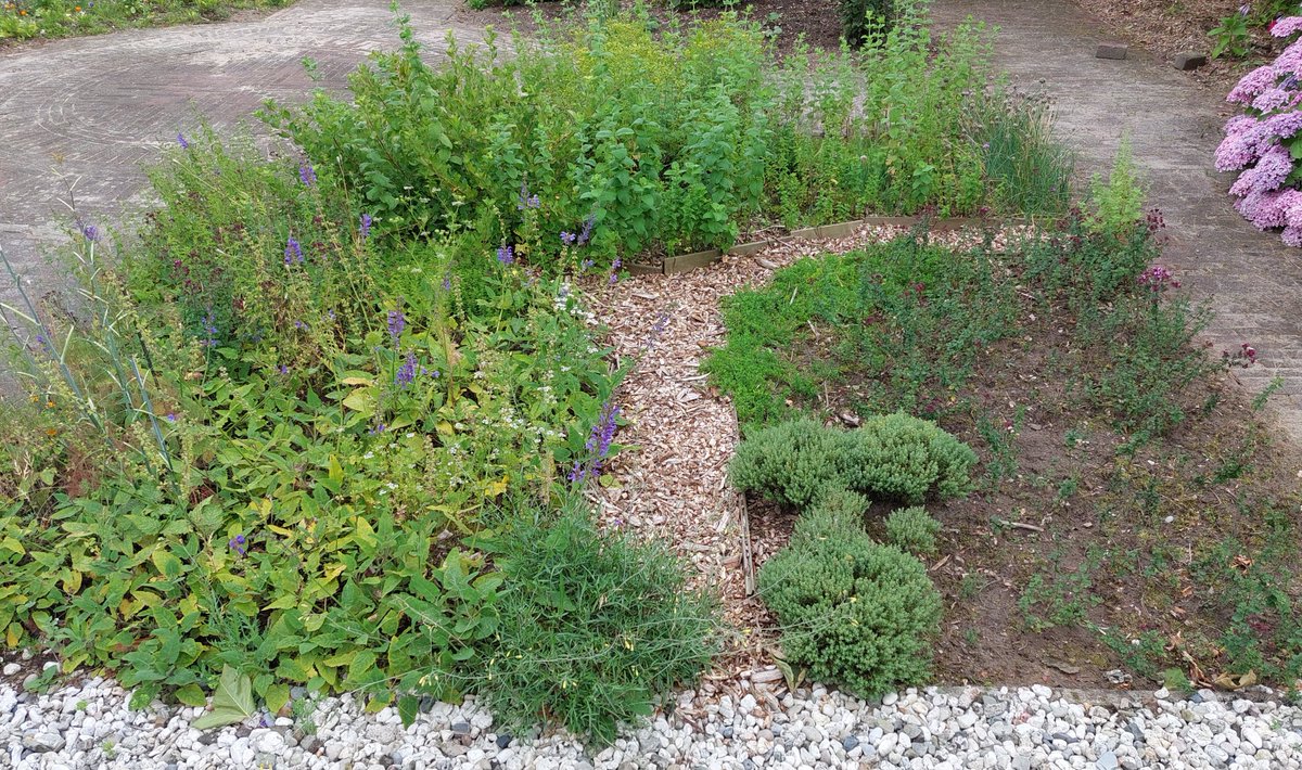 josverstegen's tweet photo. In 3,5 mnd kan er veel veranderen. Oerwoud van #pepermunt #appelmunt #koriander wilde en echte #tijm  #dille #oregano #marjolein #wijnruit #bieslook #citroenmelisse #salie #luzerne #ruccola #kruisbes #gardenlife https://t.co/ZV9uwRKBs9 https://t.co/6Q18B016YS
