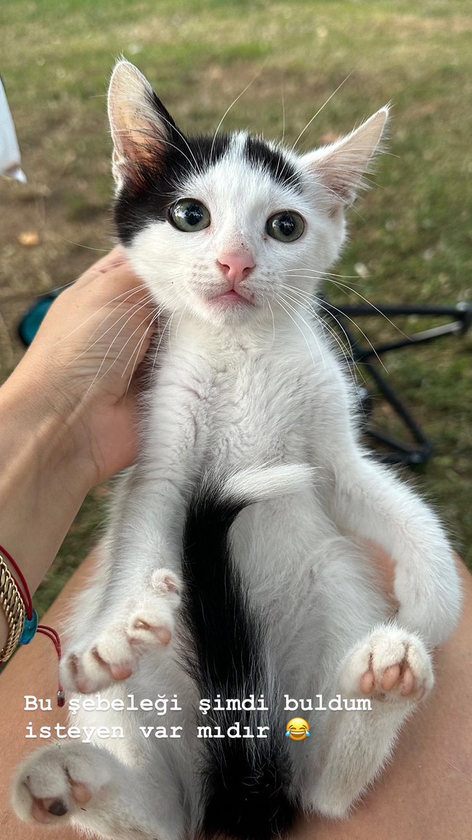 1,5 aylık bile yok daha önce burda. İki kedi aldık köpekler parçalıyor isteyen var mı bunu erkek beykoz da kafasındaki siyahlık dışında bir de kuyruk siyah sadece sürekli hamur yoğuruyo çok fena ağaçlara tırmanıyo pek piresi de yok sağlıklı