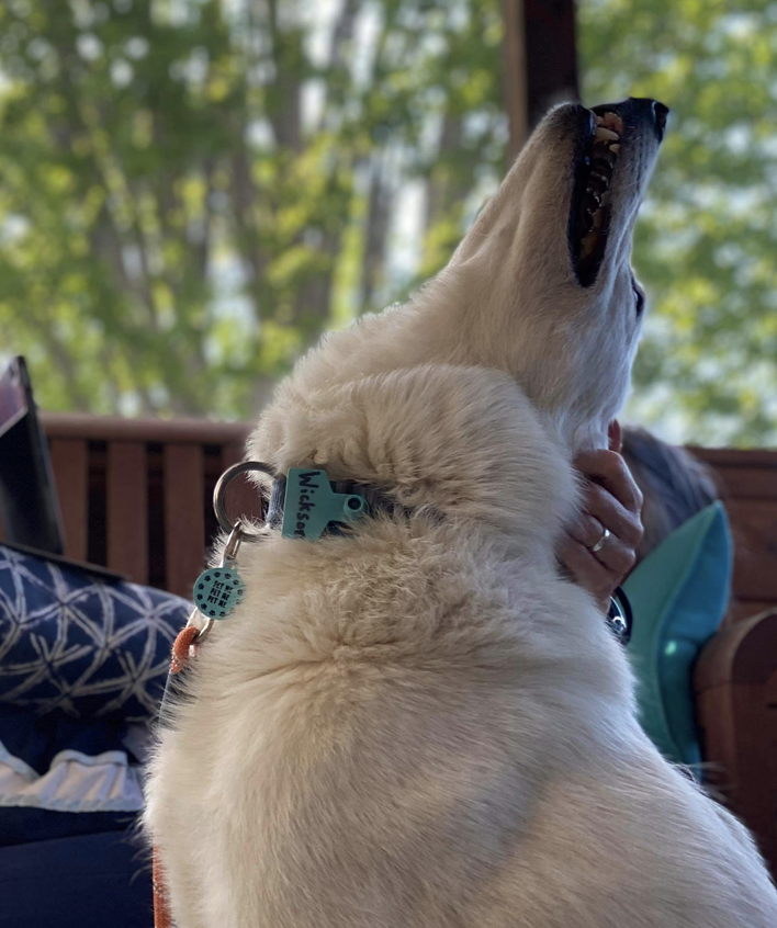 Blair Braverman tweet media