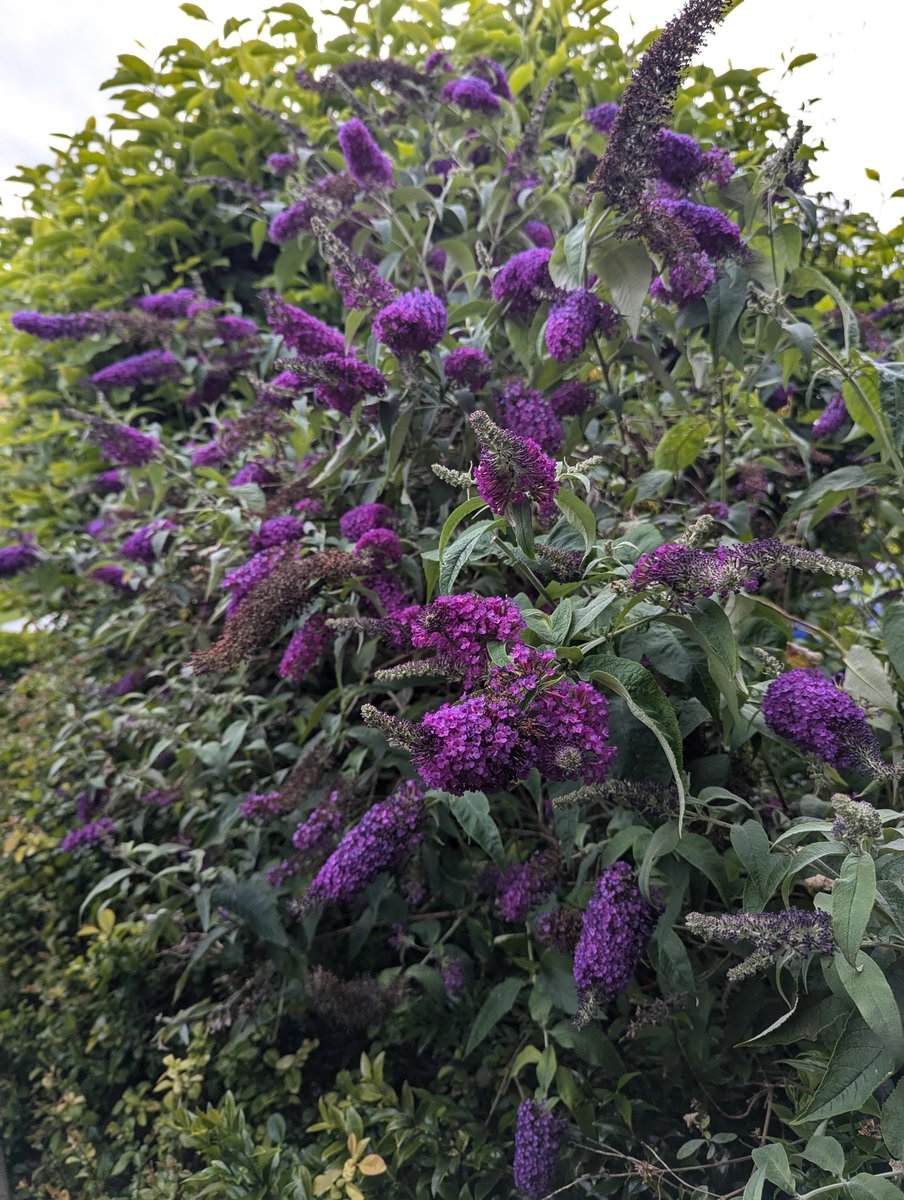 This buddleia should be full of butterflies, bees &amp; other insects. Not a single creature on these beautiful blooms. #silentspring continues into #silentsummer. Can anyone offer insight into what's happening this year? It's very worrying ... Hopeful for swift return of the buzz🙏