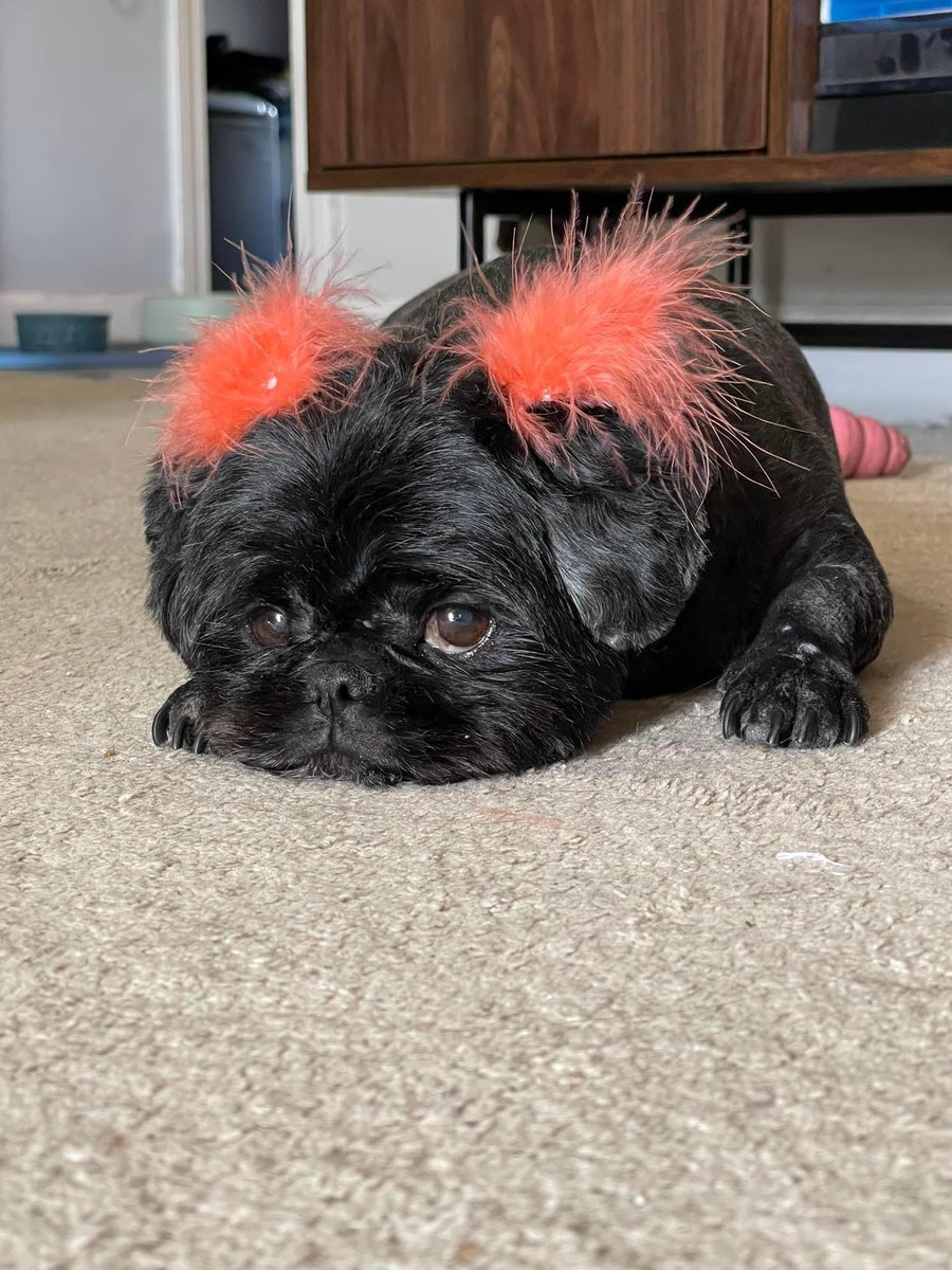 Table14Design's tweet image. It’s been 4 weeks since we said goodbye to our Luna Bugs &amp;amp; it’s still not real to us. Last night I had a dream, it faded away as soon as I woke up, but I remember it was mostly just me playing with Luna &amp;amp; I could feel her kisses &amp;amp; now I feel like I’m under water… God I miss her.