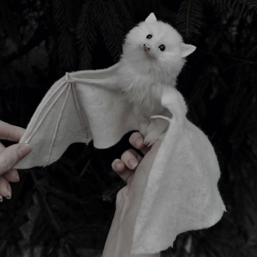 uhicr's tweet image. white bat