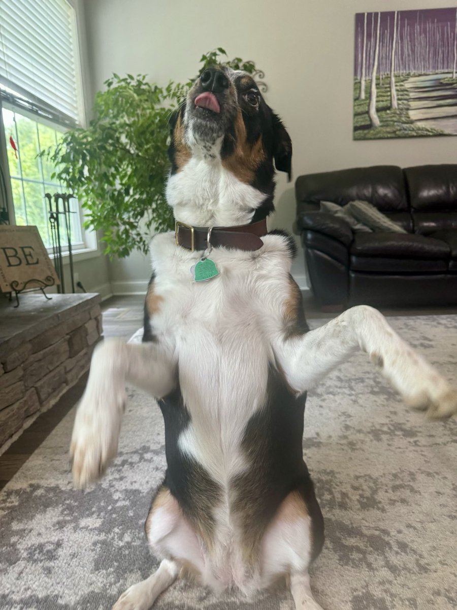 MayleePup's tweet photo. We did it anipals, We survived the big booms! I’m so proud of you, 👍🏼 come on in for a big hug and stick out your tongue 👅 to the boom makers 💥hooray for us! ❤️🐶❤️ https://t.co/8jKNTnS2w7