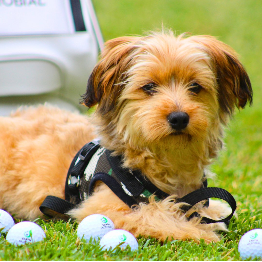 en_turf's tweet photo. Chewie approves your turf quality.π
#enturf
#landscaping #gardendesign #garden #gardens #landscapearchitecture #outdoordesign #landscapedesign #installation #
#golfcourse #golfing #golfswing https://t.co/XwuV4zDicg