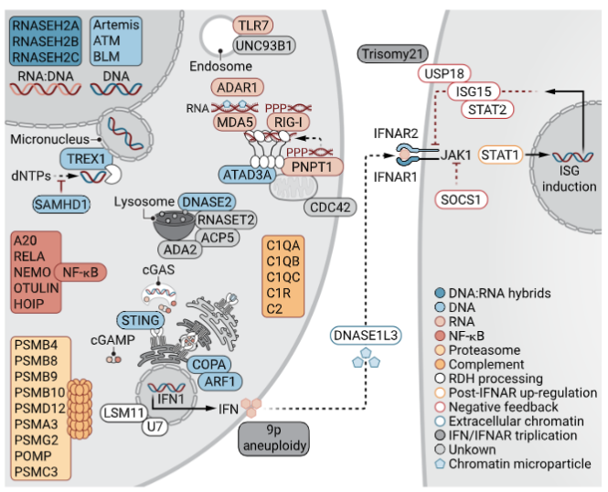 Waggoner Lab (@labwaggoner) on Twitter photo REVIEW <a href="/SciImmunology/">Science Immunology</a> <a href="/casanova_lab/">Casanova Lab</a> Yanick Crow
Genetic studies of type I IFN signaling reveal the narrow physiological range that is compatible with and essential for life
science.org/doi/10.1126/sc… REVIEW <a href="/SciImmunology/">Science Immunology</a> <a href="/casanova_lab/">Casanova Lab</a> Yanick Crow
Genetic studies of type I IFN signaling reveal the narrow physiological range that is compatible with and essential for life
science.org/doi/10.1126/sc…