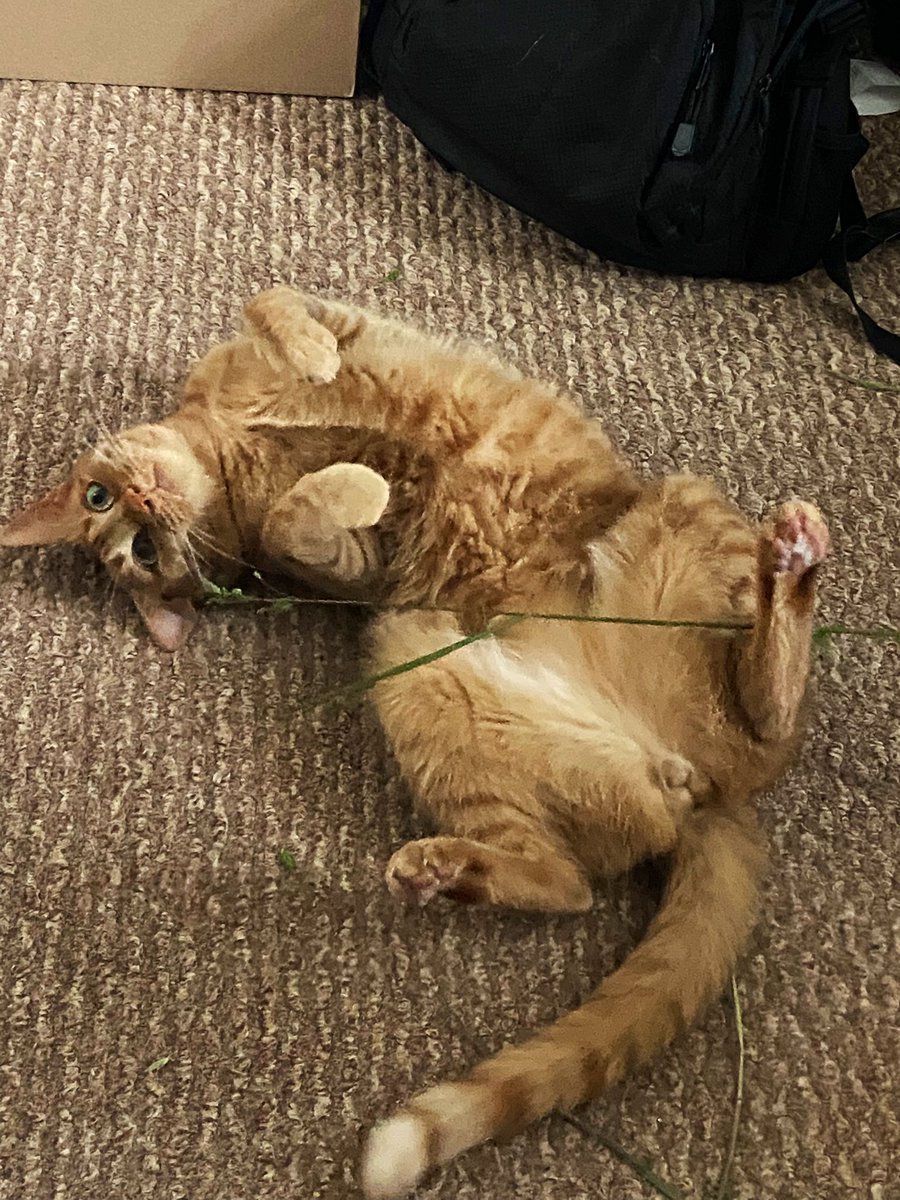 knucklebone tweet media