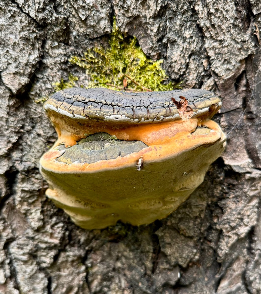 Happy #FungiFriday to any and all who read this. I hope everyone had a great 4th and everyone is happy, healthy and safe and ate a lot of good yummy food.  Recent photos from foraging in the Cascades in WA. Touch grass if you can, touch forest floor if you can. Just GTFO and take