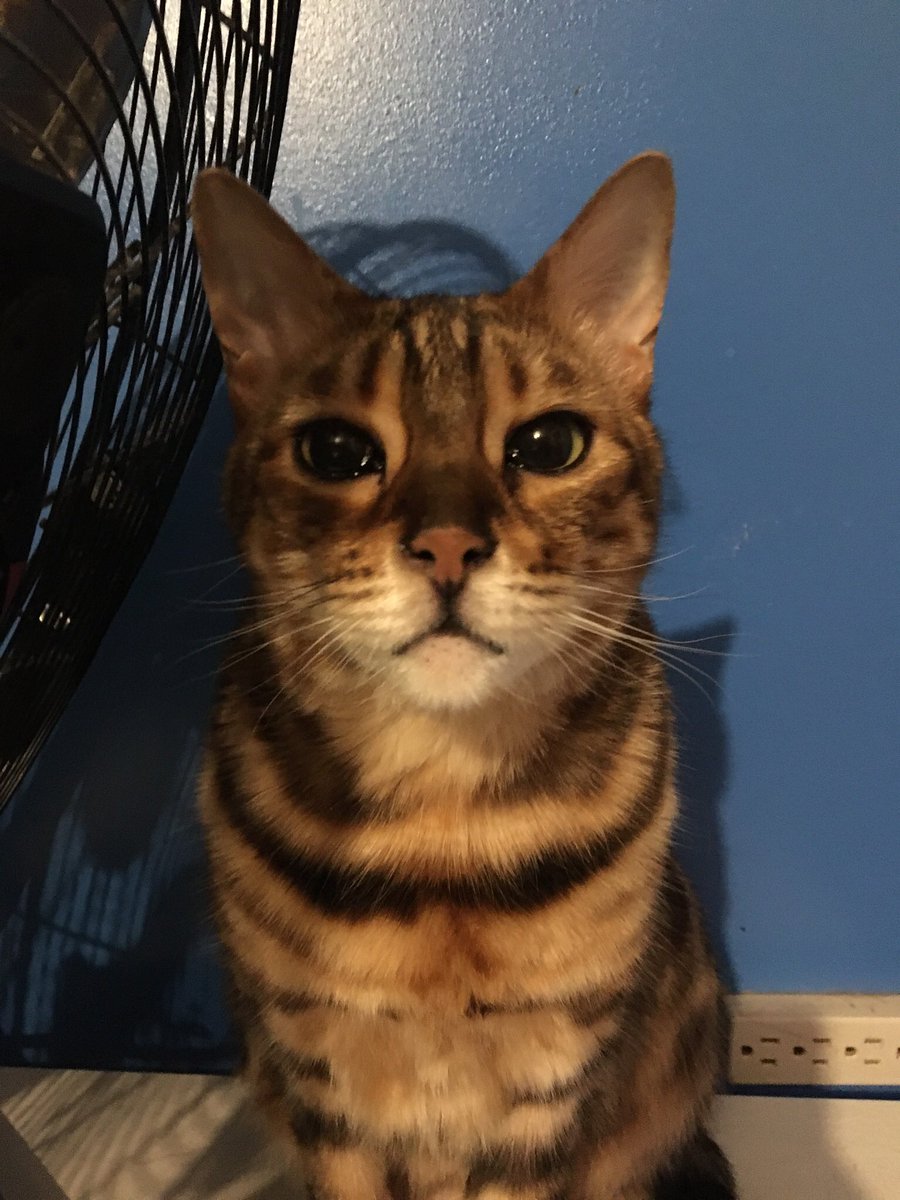 CommanderMickas's tweet photo. @briixxloveee Khan stands in judgement of you. 
Khan stands in judgement of us all. https://t.co/r4DCSLuwaZ
