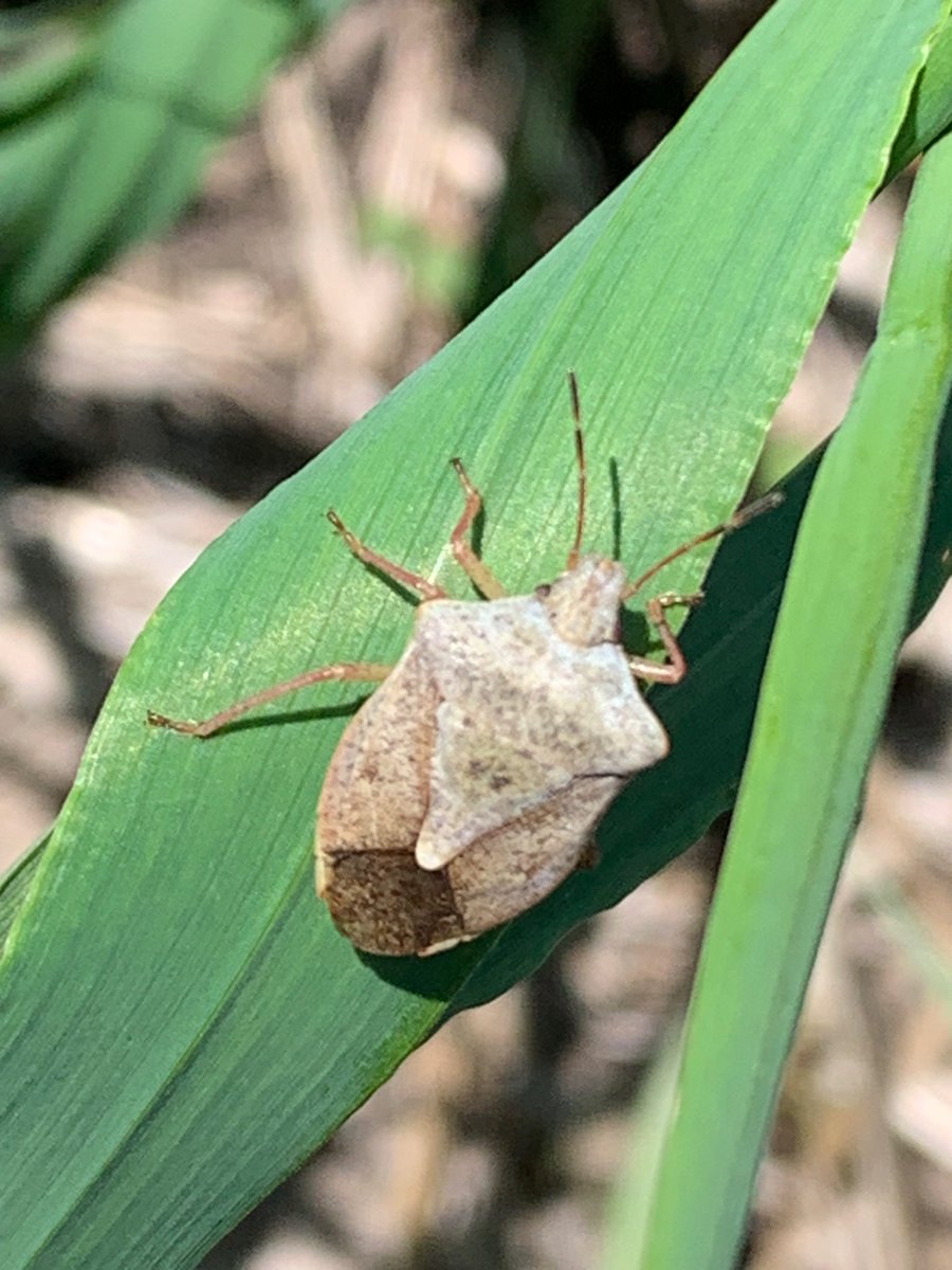 cropdocwatch's tweet photo. I think this might be a stink bug.  Anyone?   Over 1 cm long found in barley https://t.co/3BbvJ0kqOC