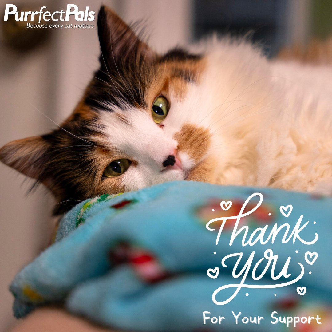PurrfectPals's tweet photo. Good Meowning Fur-iends πΎ Molly wanted to say thanks for your loyal votes in the Petals & Paws Shelter Challenge π€ We officially came in 7th place & won a Runner's Up Prize of $500 cash & $1K in supplies for the kitties! Thanks a meowllion π½
#friyay #fridayfluff #purrfectpals https://t.co/vxS1sv4ME5