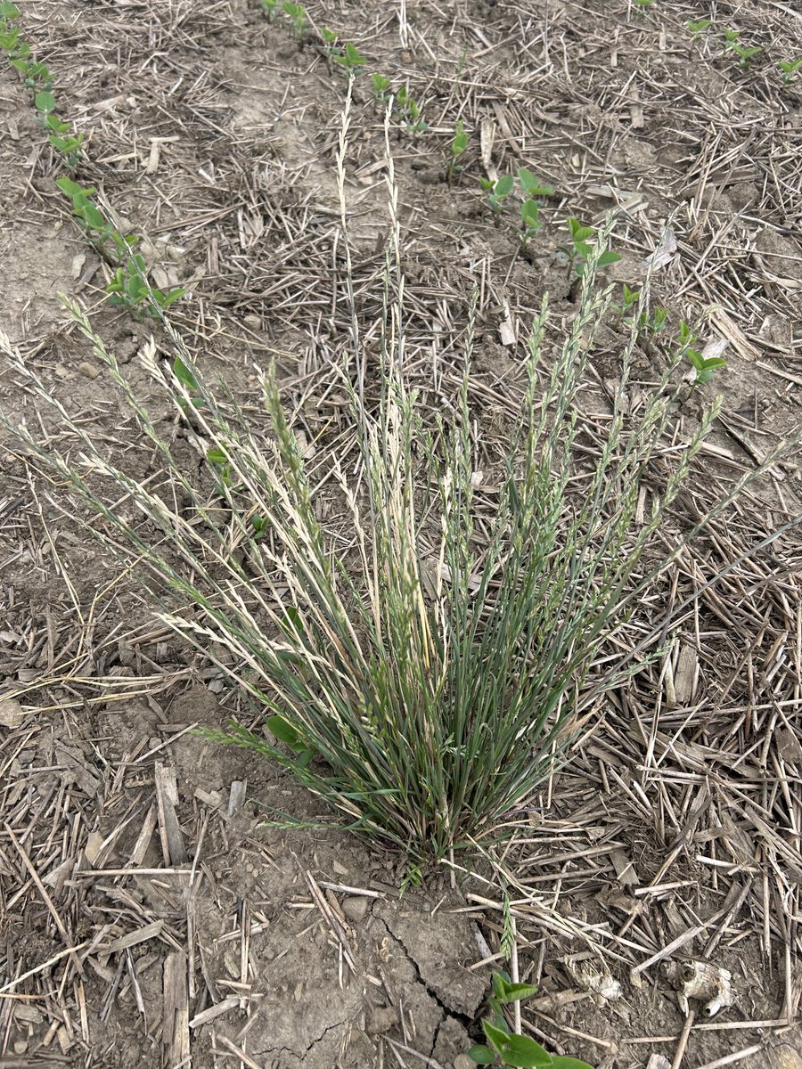#ontag needs to stop adding/selling covercrop mixes with Annual Ryegrass.