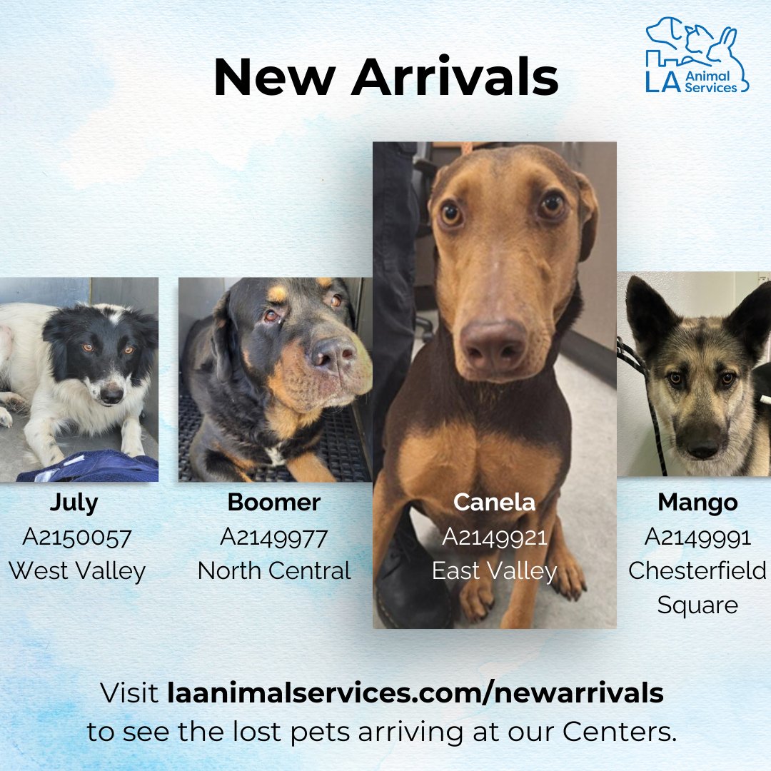 Here are a handful of the scared pets that have made their way into our Centers this week, and will continue to throughout the weekend. Visit laanimalservices.com/newarrivals to see the lost pets arriving at our Centers. #lacitypets #lost #found #missing