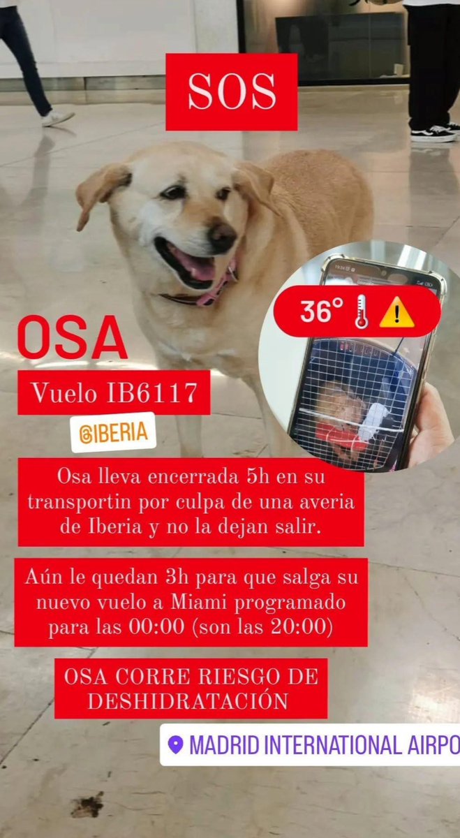 vanh_'s tweet photo. Hola @Iberia Osa está retenida en su transporte en @AeropuertoMAD Barajas. Les exigimos que la dejen salir. Hacen 37 grados afuera. Si le pasa algo, todos los ojos están sobre ustedes y serán los responsables directos.  @flytogether2021 https://t.co/yTVZjJANrv