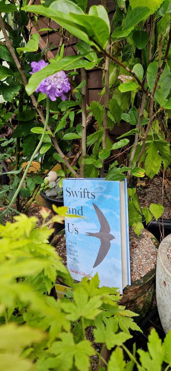 SharonEnv1's tweet image. Absolutely loved writing this blog and being part of #SwiftAwarenessWeek. So proud of our @ClimateActionNE Team and #ProjectSwift helping #swifts. Thanks @WindsweptSarah for the contribution and the wonderful book. 🙏❤️🌏 #mybirdinglife #birdsuniteourworld #climateaction #Swifts