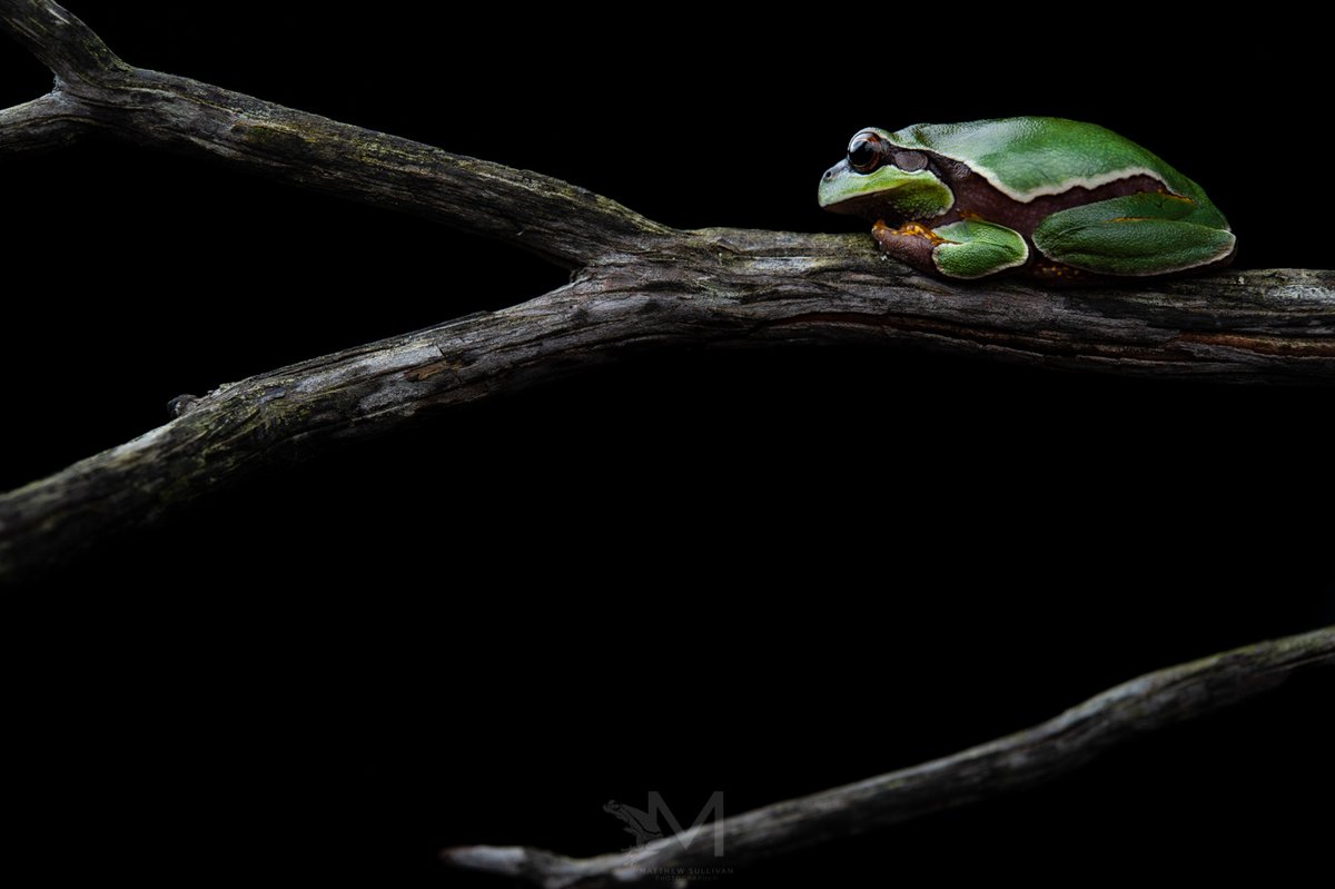 'Every April, May, and June, all along the eastern coast of the United States, from northern Florida to southern New Jersey, Pine Barrens tree frogs are in their breeding season...'

- Matthew Sullivan, 'How to Photograph Reptiles and Amphibians in the USA'