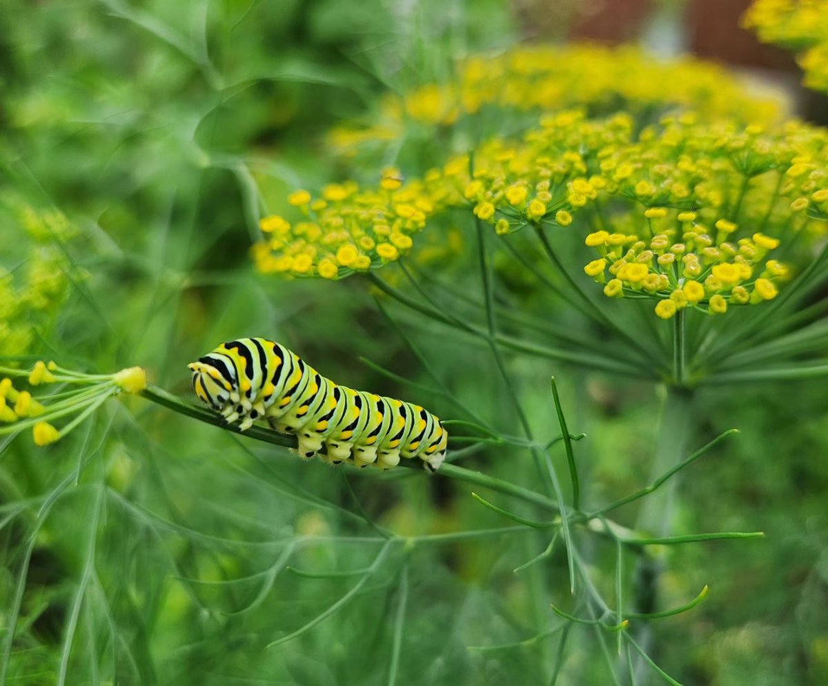 CurrentLaura's tweet image. Went from one eastern black swallowtail catapillar last year to NINE. I guess I'll be planting more dill next year to accommodate them 🦋 #gardening