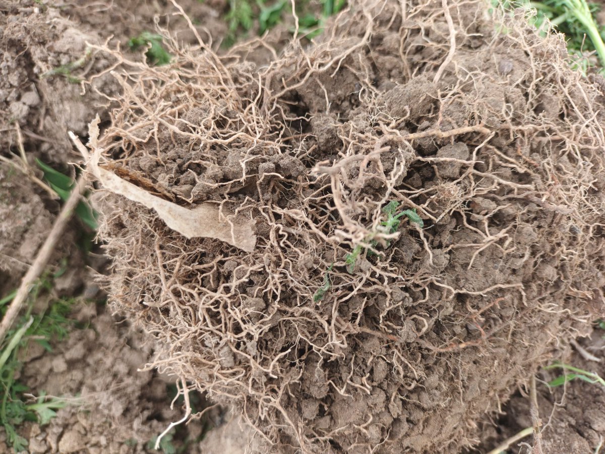 Hedgerows Ireland tweet media