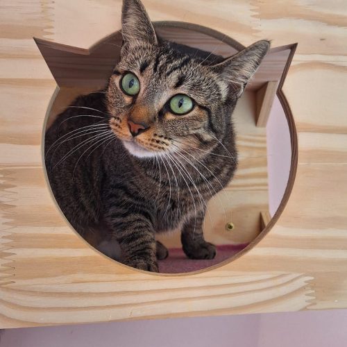 catlandrescue's tweet image. Adila está atenta às visitas que estão chegando pra saber se sua nova família está vindo. RT do amor 💗

adote@catland.org.br