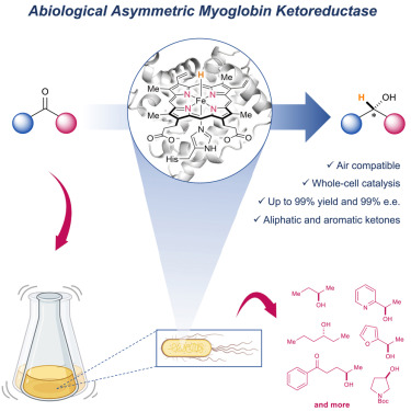 Chem_CP's tweet image. Online now: Repurposing myoglobin into an abiological asymmetric ketoreductase dlvr.it/T9CWf4