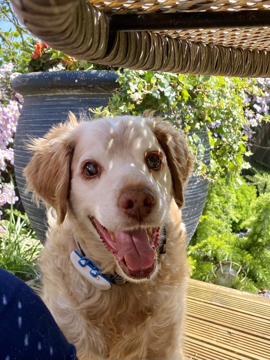 SpanielsSuper's tweet photo. @madcap_max @DogsTrust My beautiful #LadyIris😇🌈
Was my special girl & is remembered with love on
#PetRemembranceDay
#RonnieLovedIris 🌈 https://t.co/7VSEMHCbw8