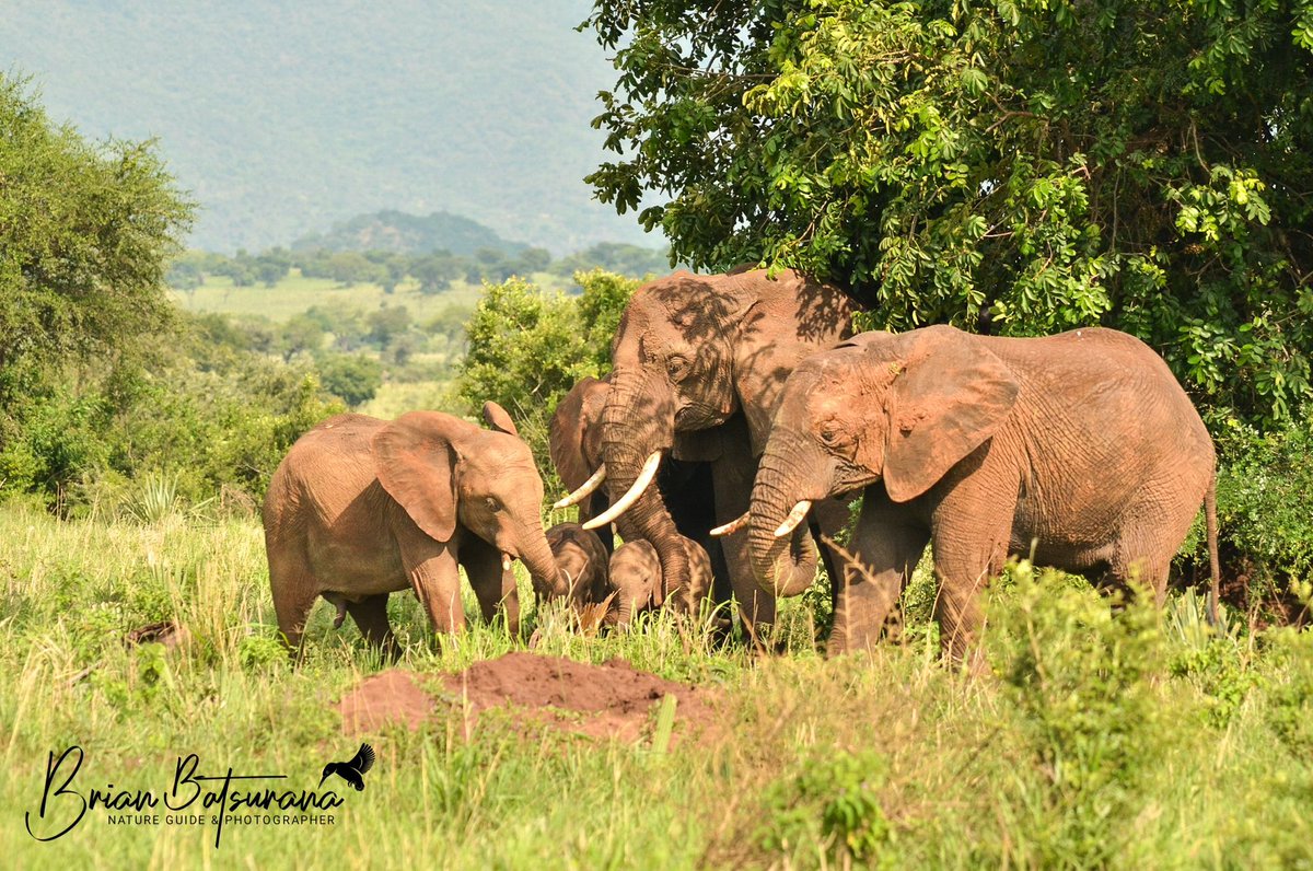 BrianSafariGuid's tweet photo. || FAMILY ||
Elephant family takes a break in the lush plains of Uganda’s Kidepo Valley National Park amidst the intense heat.

#NatureGuide #IamFGASA #Wildlife https://t.co/HibW5EzC8d