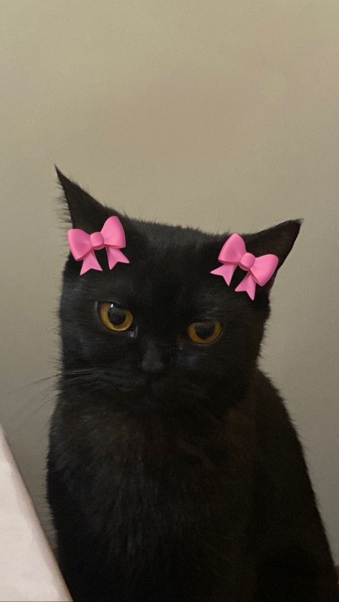 visualscat's tweet image. 